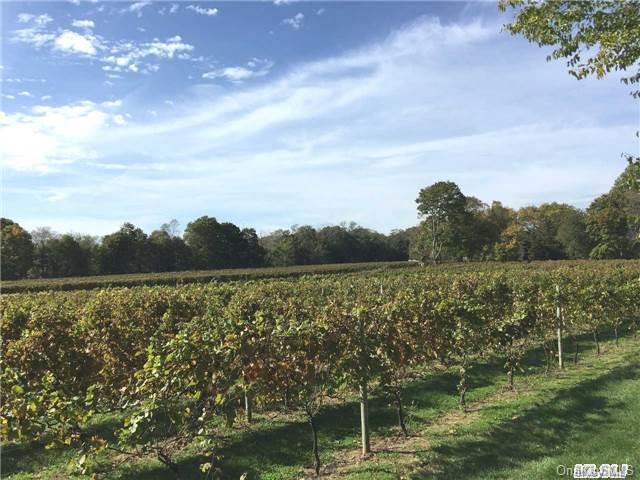 Vineyard in your backyard